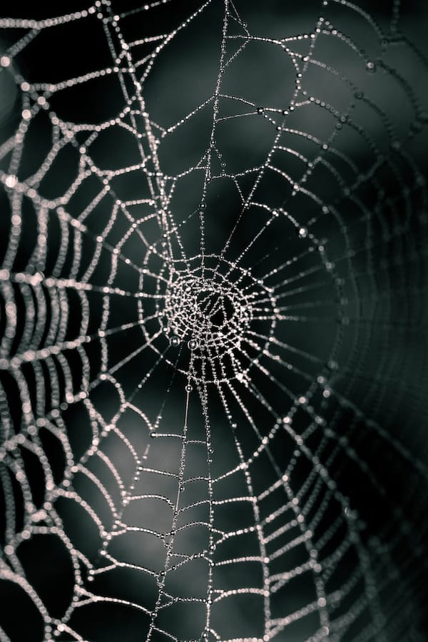 Web